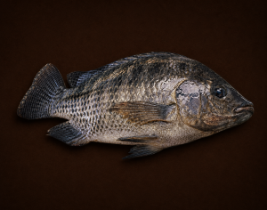 Boîte Tilapia – 5 Pièces