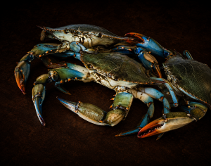 Crabe Bleu Nettoyé (12-14pièces)