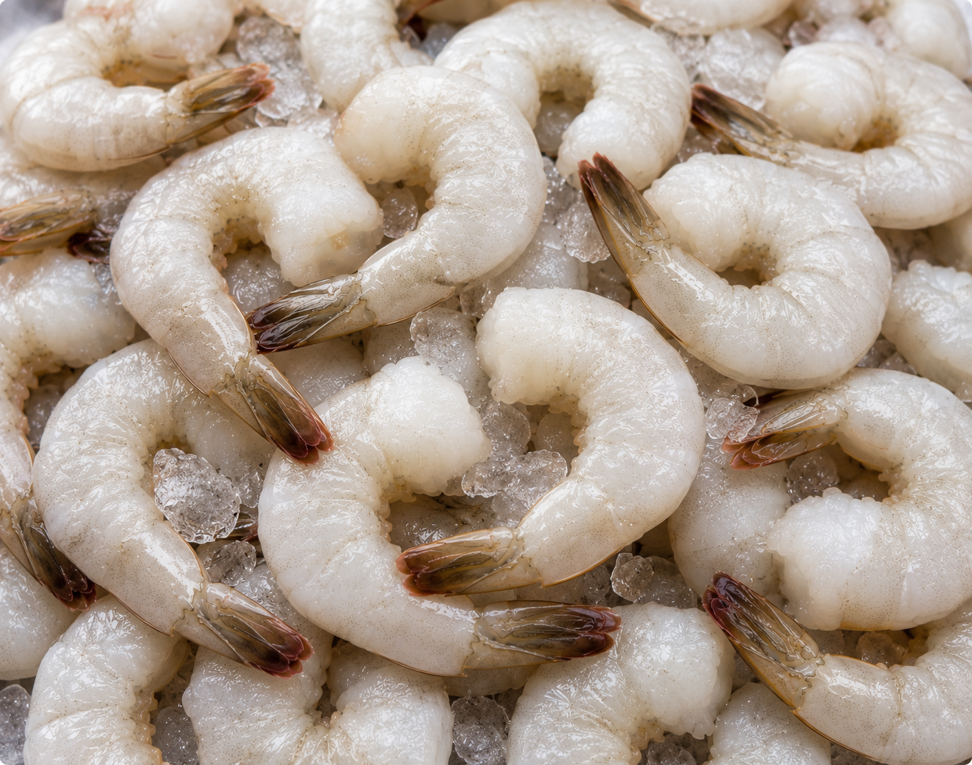 Crevettes 31/40